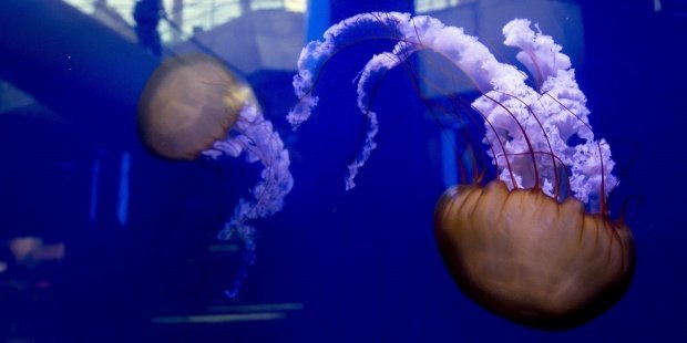 Dos medusas.
