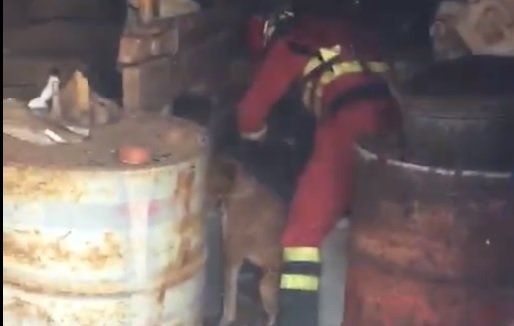 El momento en el que un bombero desata a uno de los perros atrapados en un zulo en Gran Canaria.