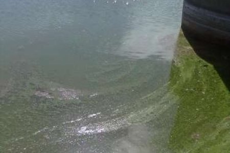 El agua de As Conchas con el color verde típico de las bacterias.