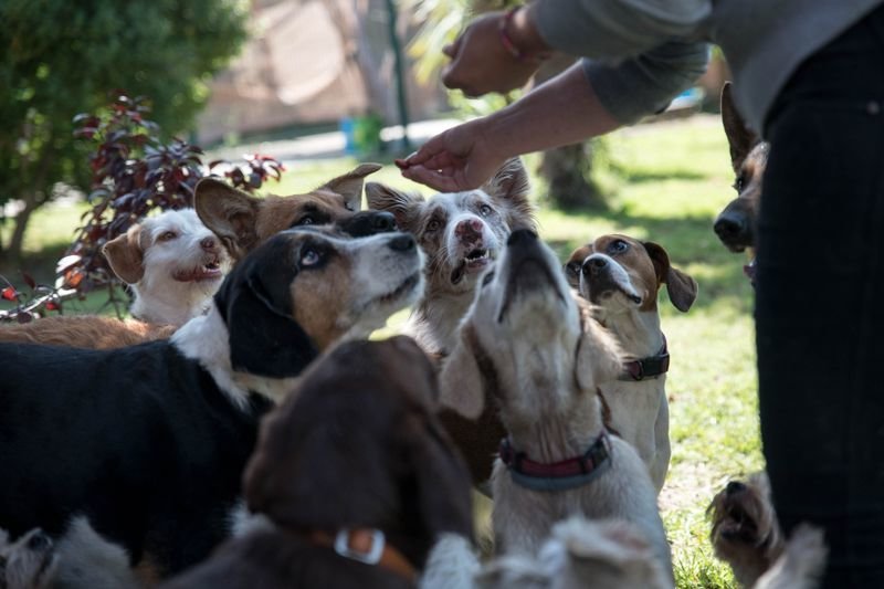 Unos deliciosos premios para estos perritos tan obedientes que se alojan en la residencia canina Bichiños (ÓSCAR PINAL).