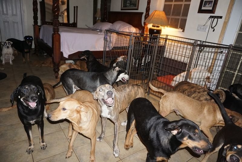 Algunos de los perros que la mujer acogió en su casa.