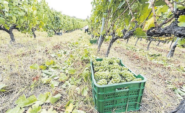 Se prevé un buen estado fitosanitario para la uva y una gran cosecha, superior, incluso, a la de 2018.