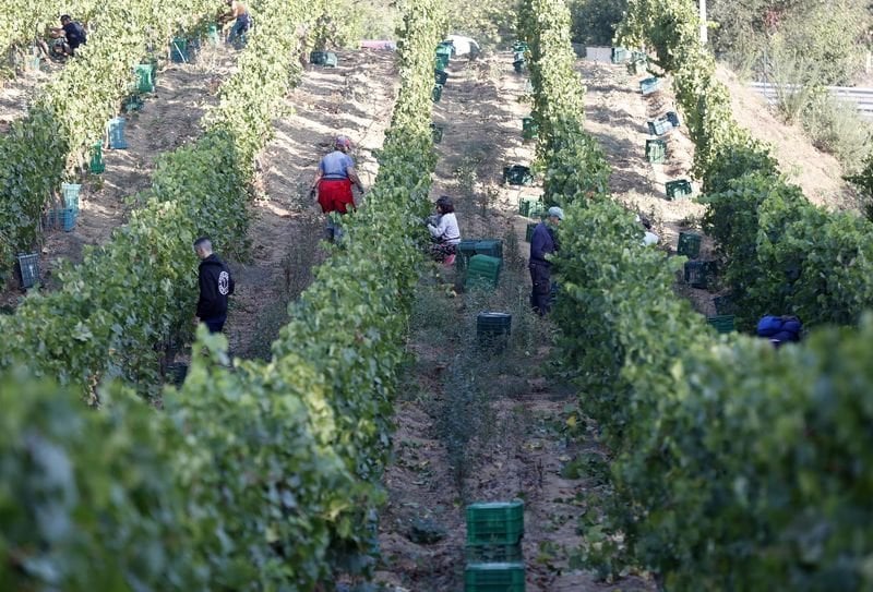 Recolección de uva en uno de los viñedos de la comarca de O Ribeiro (XESÚS FARIÑAS).