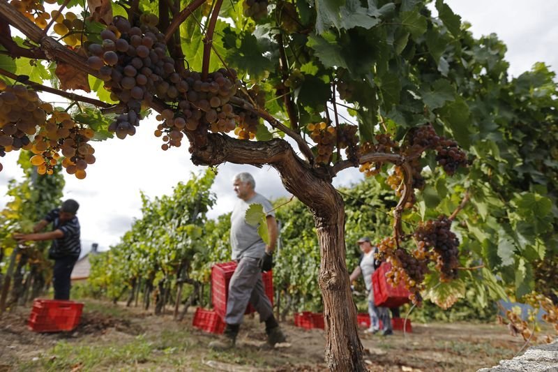 Labores de recogida de uva, ayer, en un viñedo de la Denominación de Origen Ribeiro, en Sampaio (XESÚS FARIÑAS).
