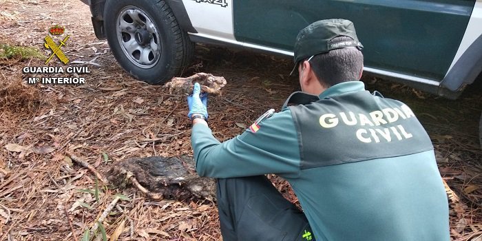 Un agente de la Guardia Civil investiga el cadáver del animal. (Foto: Guardia Civil)