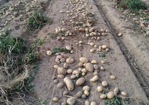 patata cosecha
