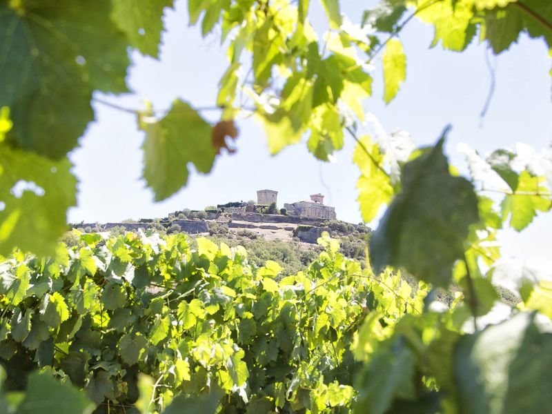 Viñedos y paisaje de una de las rutas del vino provinciales, la de Monterrei.