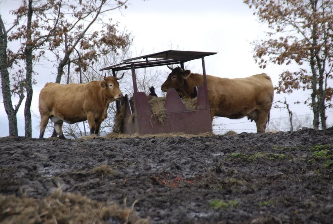 Vacas en una explotación de Trives.