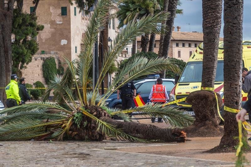 La palmera que provocó la muerte de una mujer en Mallorca.