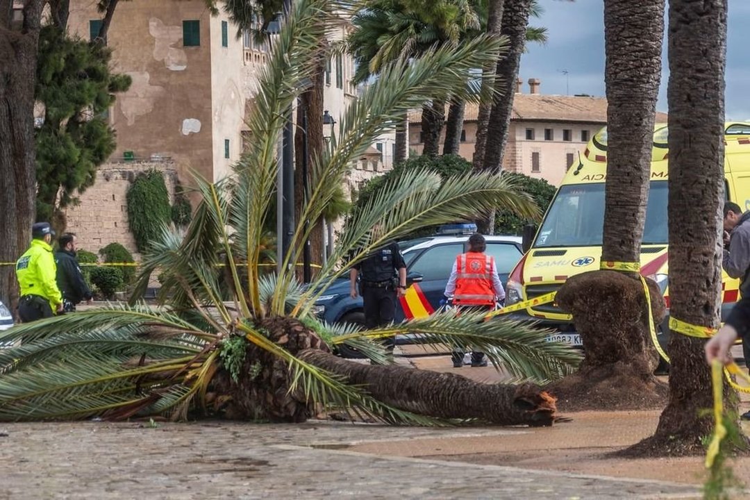 Efectivos policiales y de emergencia, ante la palmera que mató a una mujer en Mallorca.