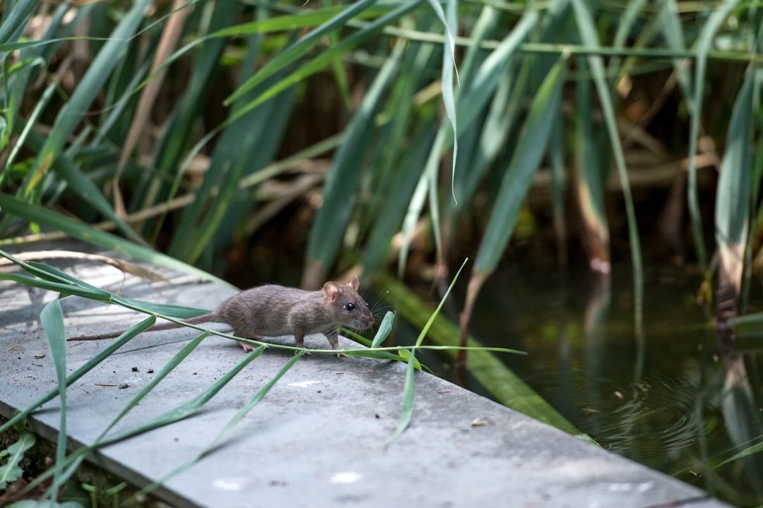 OURENSE (CAMPUS UNIVERSITARIO OURENSE). 18/09/2018. OURENSE. Varias ratas campan por la zona del estanque del Campus Universitario a plena luz del día. FOTO: ÓSCAR PINAL.