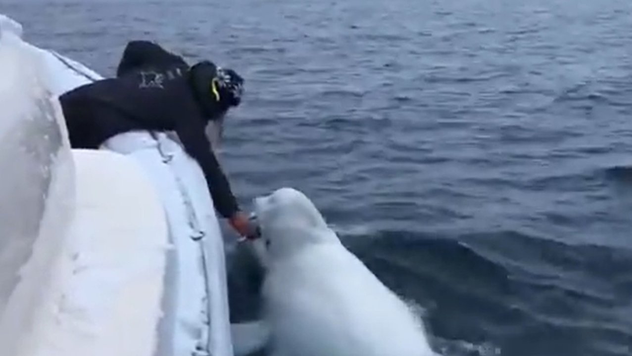 El marinero jugando con una beluga.