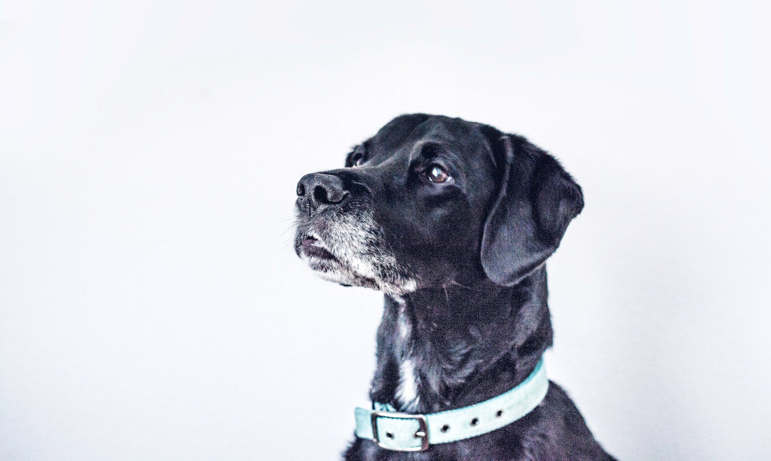 Un perro negro, en una imagen de recurso. (Foto: Unsplash)