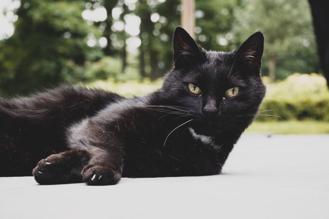 Un gato negro, descansando. (Foto: Unsplash)