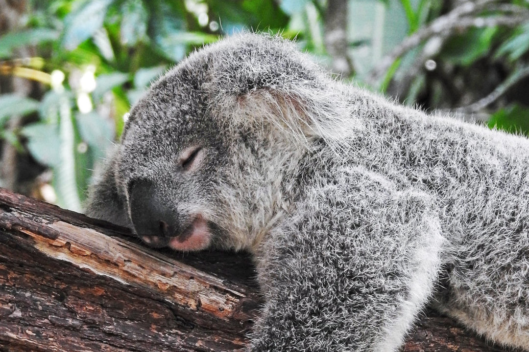 Un koala duerme plácidamente. (Foto: Unsplash)