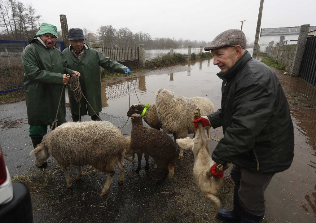 Tres vecinos de Xinzo rescatan a sus ovejas para evitar que se ahogaran (XESÚS FARIÑAS).