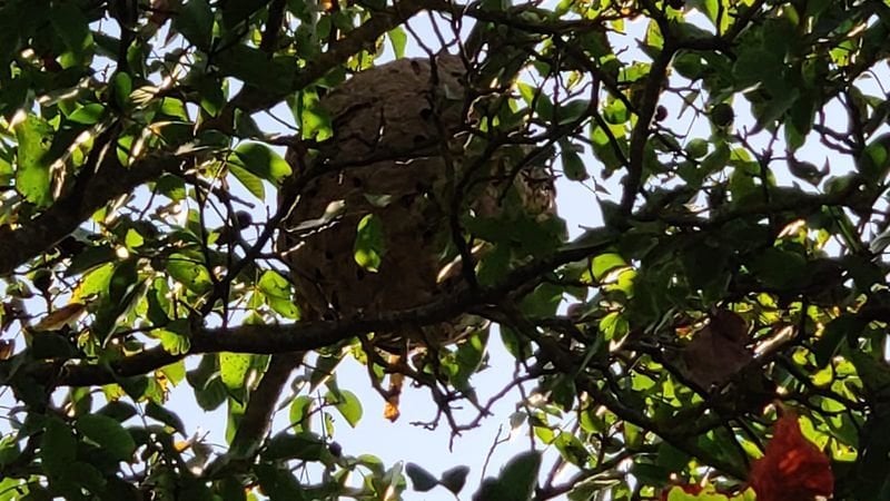 Uno de los nidos exterminados por el grupo municipal de emergencias.