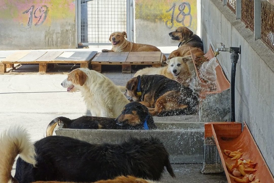 Perros en las instalaciones situadas en Eiroás, cuya reforma deberá esperar. (Foto: Martiño Pinal)