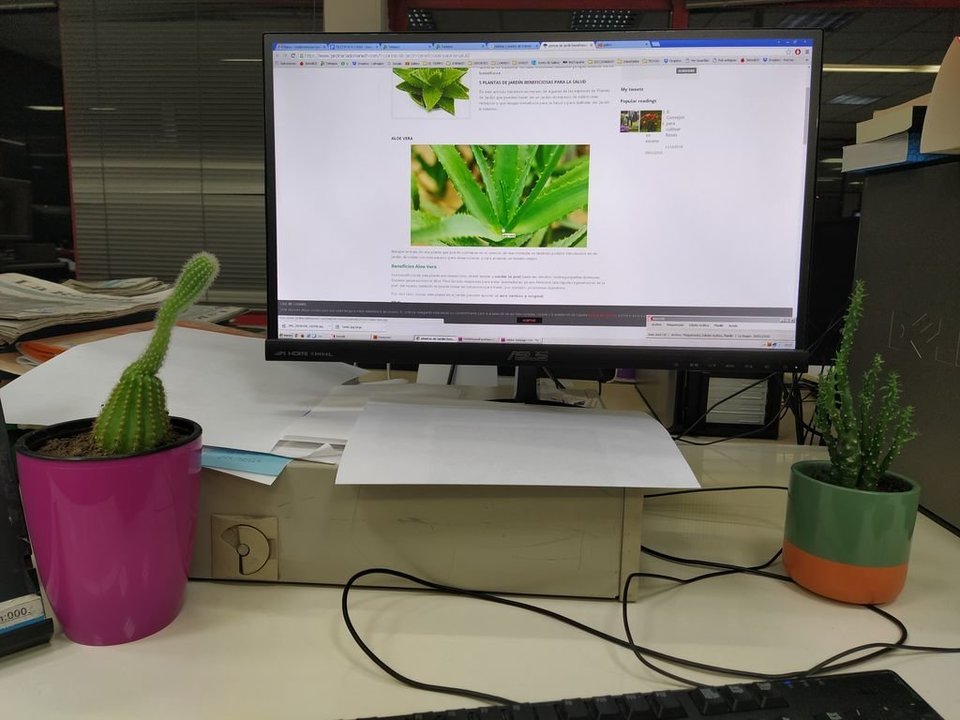 Plantas pequeñas al lado de una pantalla de ordenador en una mesa de trabajo.