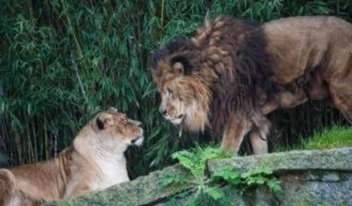 El león Alex, con su melena bicolor, junto a su hija Olivia, en Vigozoo.