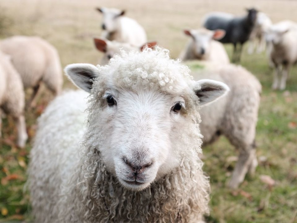 Una oveja mira a la cámara, en una imagen de recurso. (Foto: Unsplash)