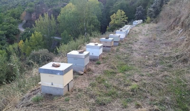 Un colmenar en un monte de Valdeorras. Esta comarca ya registró dos robos de abejas a lo largo de este año.