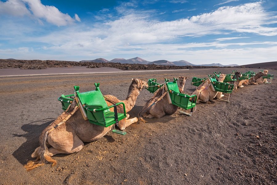 Camels resting in volcanic landscape in Timanfaya national park, Lanzarote, Canary islands, Spain.