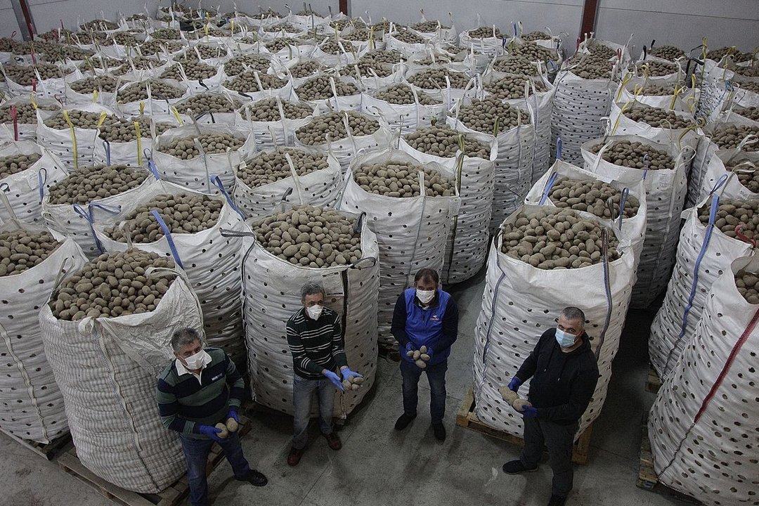 Productores de patata de A Limia posan junto a toneladas del tubérculo almacenadas.