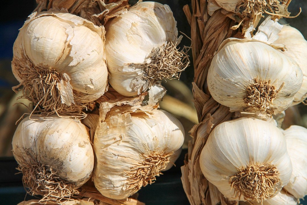 garlic-3747176_1920