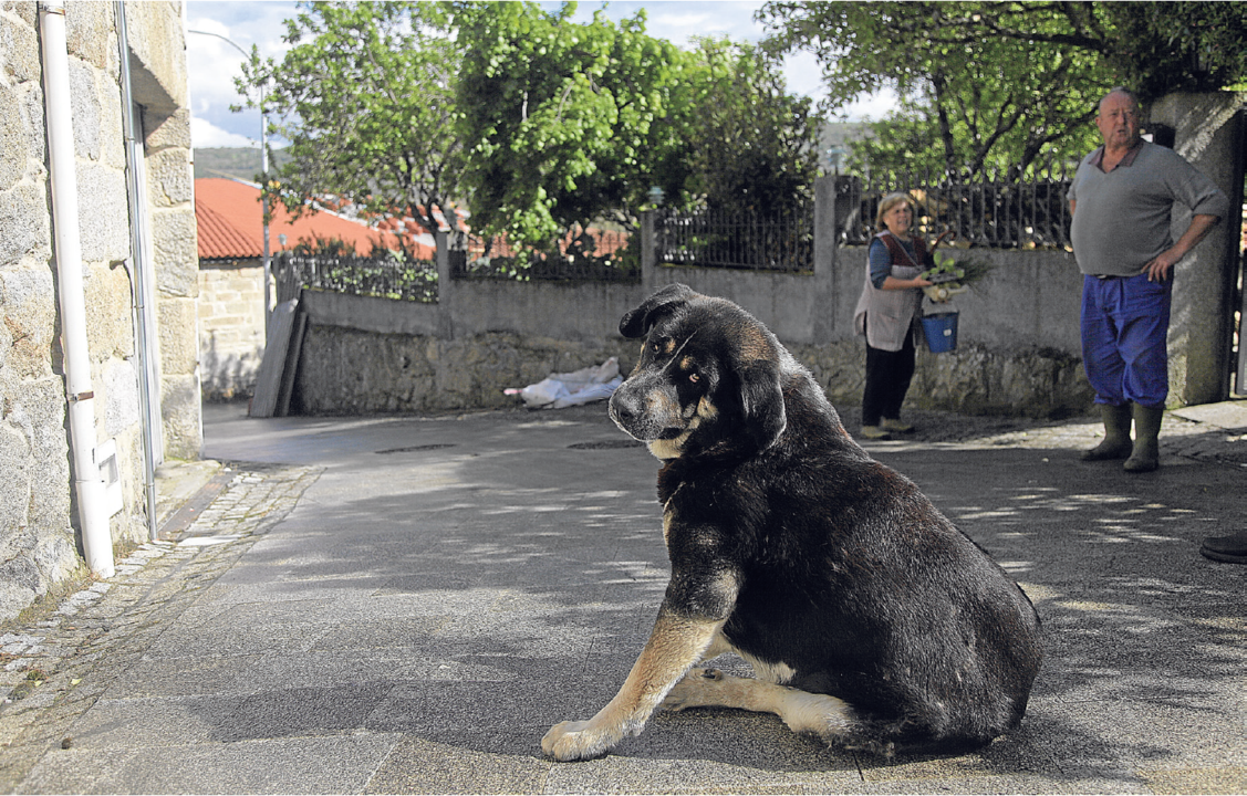 León, el perro de Antonio y Josefina –en segundo plano de la imagen–, observa al fotógrafo, ayer en Parada de Sil. (Foto: Miguel Ángel)