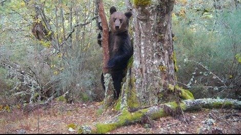 El oso pardo grabado en Ourense (ZEITUN FILMS/EUROPA PRESS).