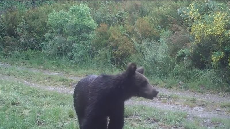 Las cámaras de &#34;Montaña ou Morte&#34; detectaron la presencia de este oso pardo en O Invernadeiro (ZWITUN FILMS).