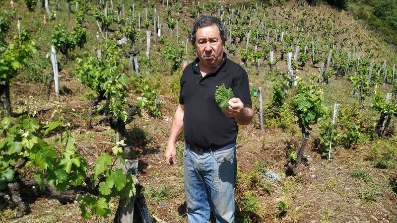 Gabriel Vázquez muetra una hoja afectada por mildiu en la viña que posee en Viloira (O Barco).