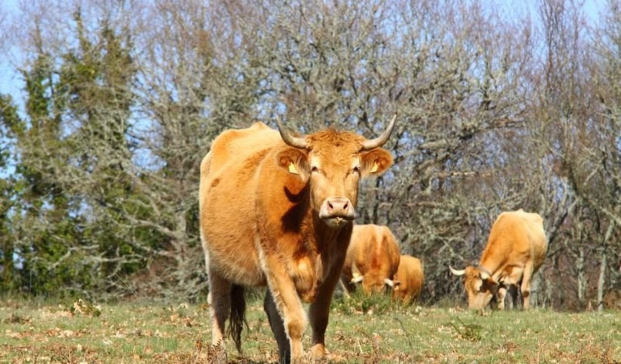 Una de las vacas de la explotación de Montederramo con problemas de desnutrición. (ANDRÉS CACHALVITE)