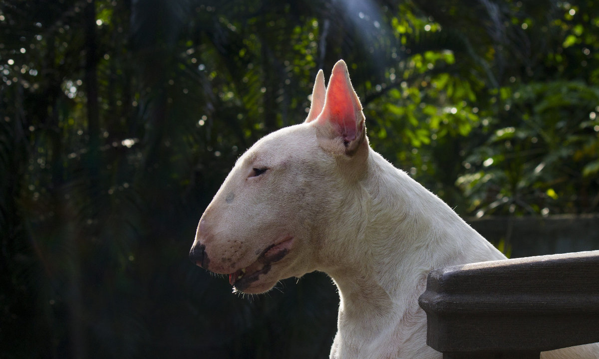 Un bull terrier, en una foto de archivo. (Foto: PXFuel)