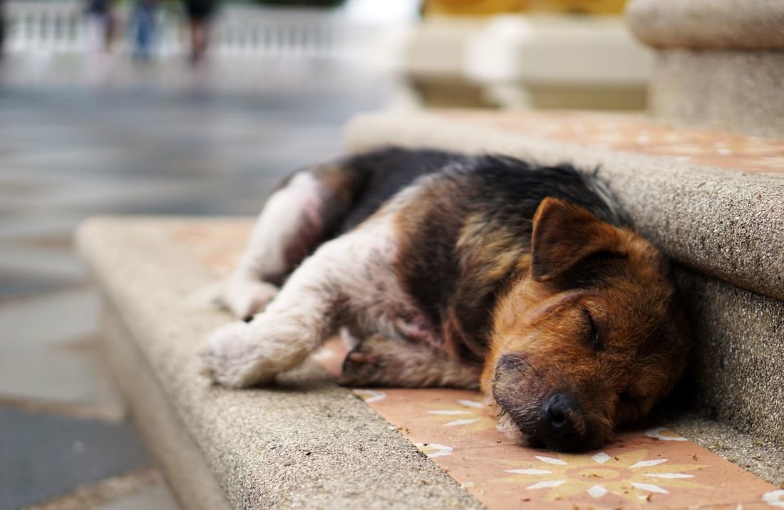Un cachorro de perro duerme tumbado sobre unos escalones. (Foto: Unsplash)