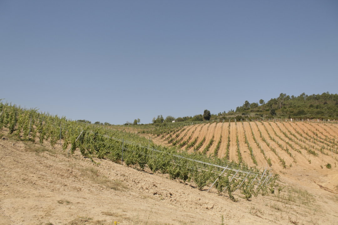 Nuevas plantaciones de viñedo en el término municipal de Larouco.