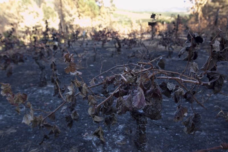 Imagen de viñas calcinadas por el fuego en Vences (Monterrei), en octubre de 2011 (XESÚS FARIÑAS).