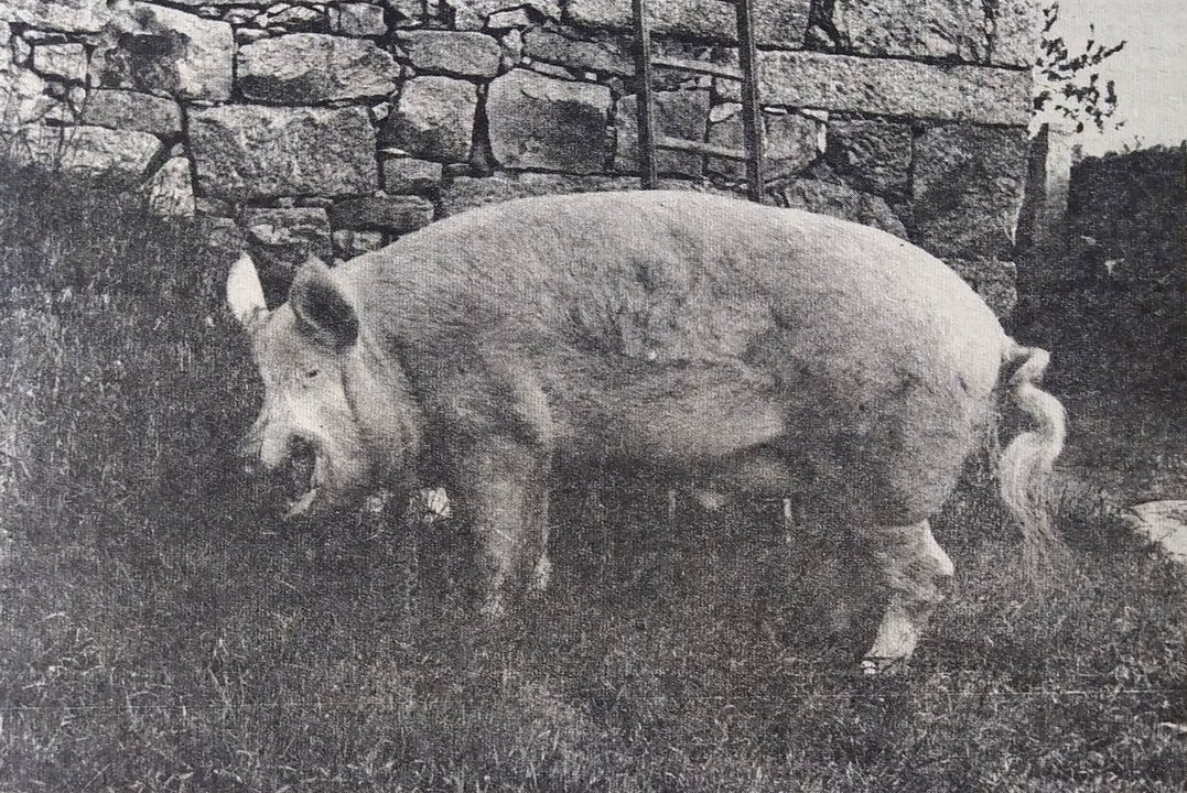 El Porsche de los cerdos, de 650 kilos, proporcionó dos jamones de 57 y 64 kilogramos