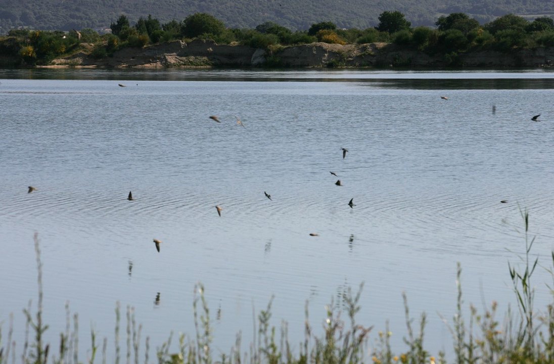 Aves en la Zona Zepa de la Lagoa de Antela.