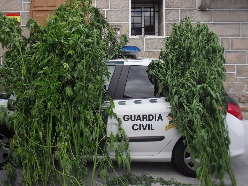 Plantas aprehendidas por la Guardia Civil de Leiro.
