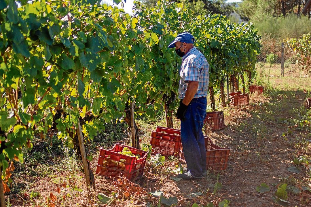 Un vendimiador llena una de las cajas de uva en un viñedo de Monterrei, con guantes y mascarilla. (Foto: Sabela Souto)