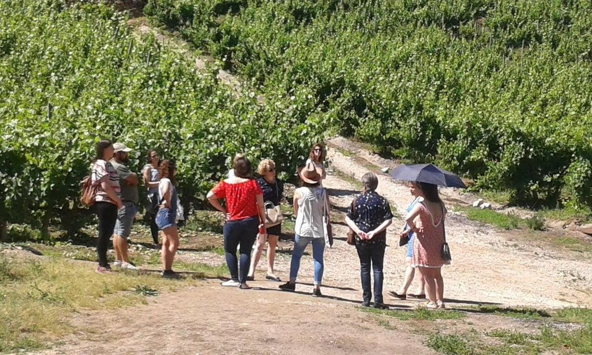 Un grupo de turistas visitando una viña de la D. O. Valdeorras.
