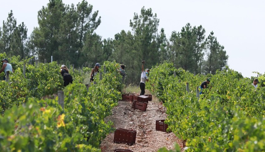 Vendimiadores en una viña de Larouco, en la Denominación de Origen Valdeorras (JOSÉ PAZ).