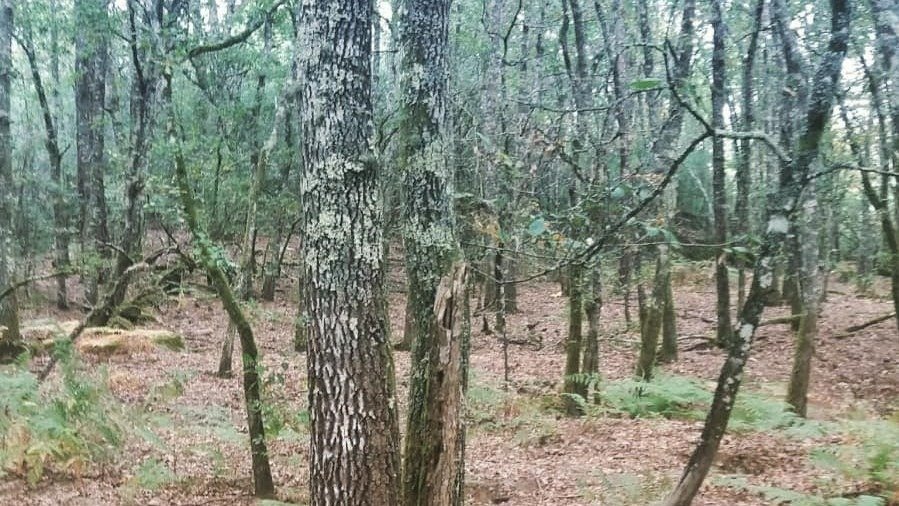 Imagen de una de las parcelas incorporadas al bosque de fauna y flora autóctona de Ridimoas.