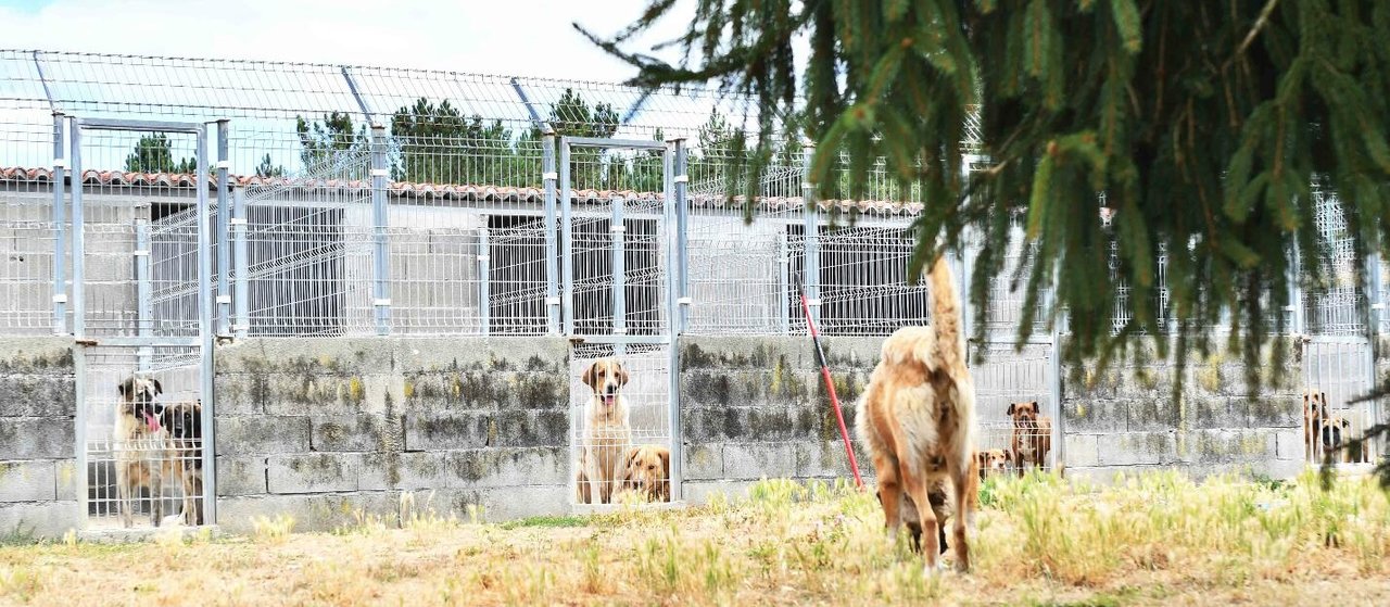 Perros en la perrera que gestiona la Diputación en Carballiño.
