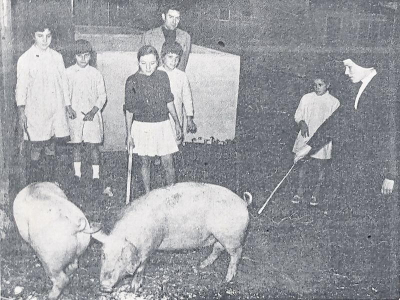 Varias de las niñas y una de las monjas observan a los dos cerdos tras la entrega al orfelinato.