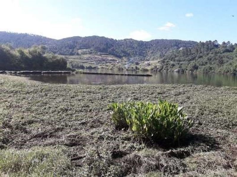Planta del duraznillo de agua en el río Miño.