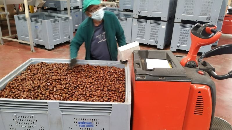 Una trabajadora transporta una partida de castañas, en Rubiá.