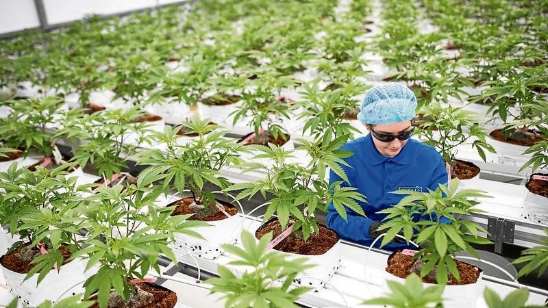 Plantación de cannabis en Canadá.